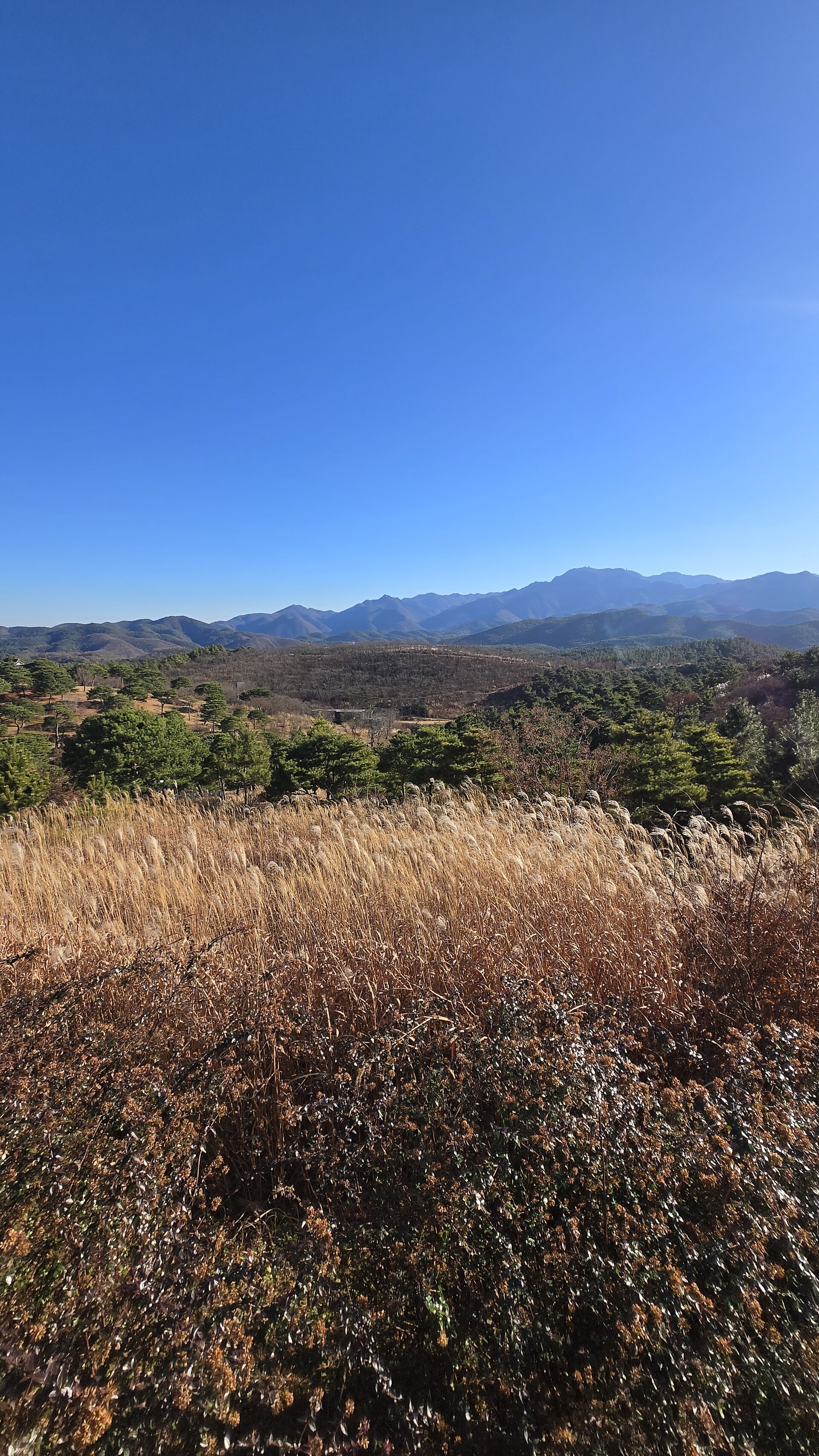 Sayuwon